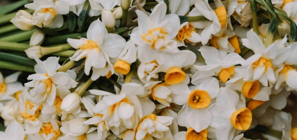 geboortebloem baby: narcis